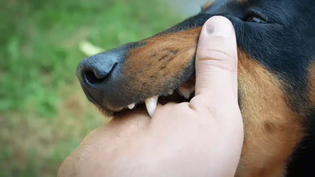 rabies-and-post-exposure-prophylaxis-bali