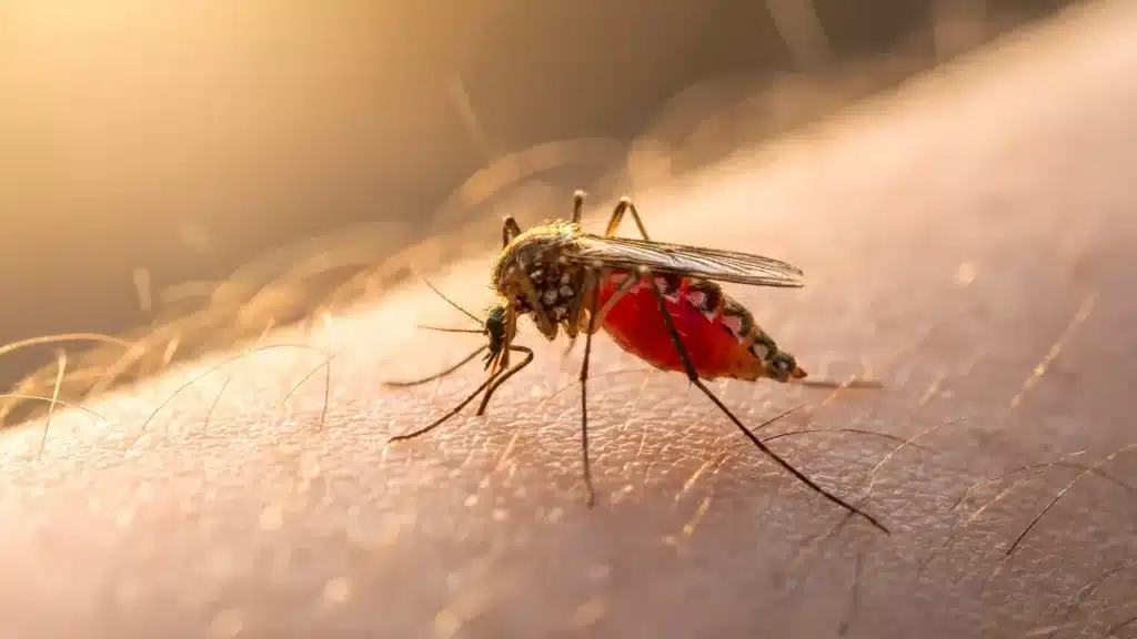tropical-diseases